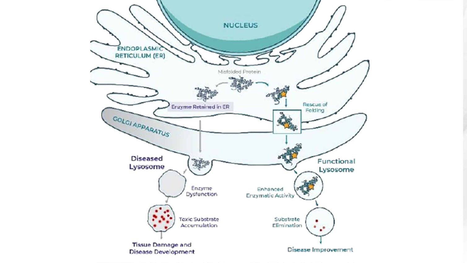 Lead Program in GBA-Parkinson&rsquo;s Disease