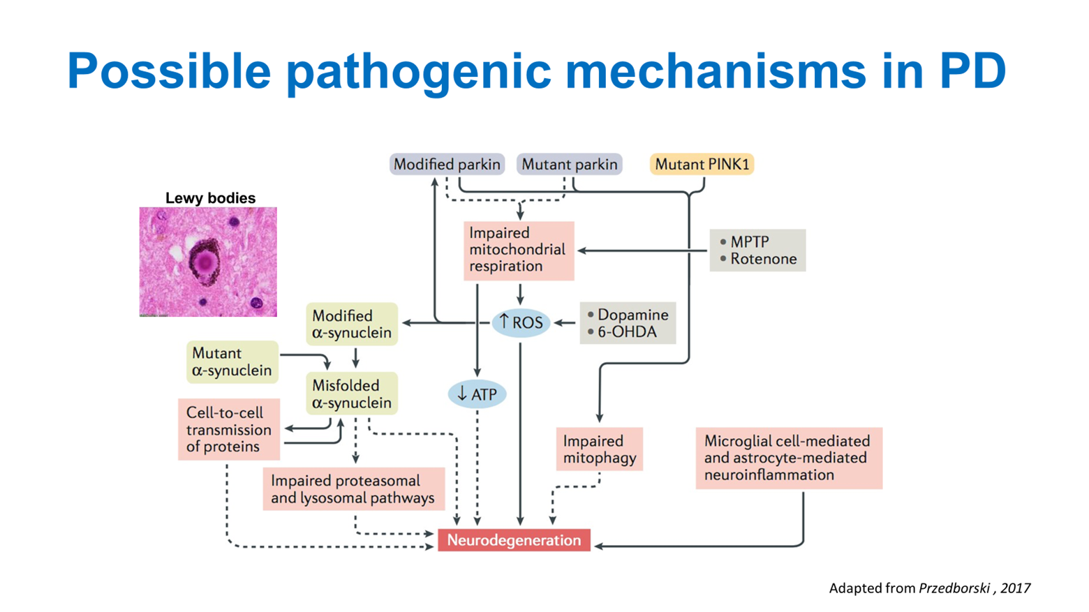 Alpha-Synuclein and Neurodegeneration in Parkinson’s Disease