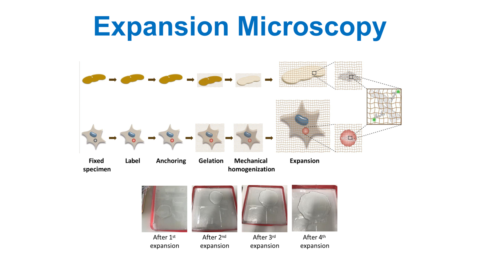 Research schematic of protein clumping process linked to synucleinopathies